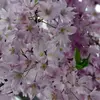 iragross - @iragross - TikTok