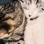 Jira and Jarvis - @jarvisxjira - Instagram