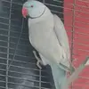 iramannov - @iramannov - TikTok