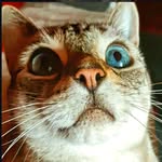 Ira The Staring Snow Bengal - @irathestaringsnowbengale8 - Instagram