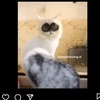 Fahira28 - @irawarman76 - TikTok