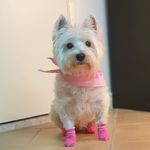 IRA - @ira_westie - Instagram