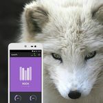 wiley fox - @wileyfox_iran - Instagram