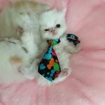 Cins Kedi Sahiplendirme Bursa - @iranscottishbritsh - Instagram