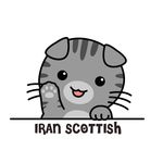 Iran Scottish fold - @iran.scottish - Instagram