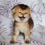 MA Group - @iran.scottishfold - Instagram