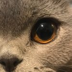 Scottish_cat_iran - @scottish_cat_iran - Instagram