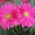 Mary Irene - Facebook
