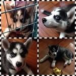Irene Chui Shan Leung - @irenechuishan - Instagram