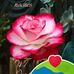 Irene Colin - Facebook