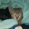 Irene colin - @irene.colin7 - TikTok