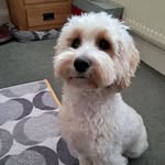 Irene Conlan Bradford - @irenensteve - Instagram