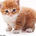 Irene Cormier - Facebook