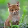Wildcraft 💜💜💜 - @irene.wild_craft - TikTok