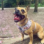 𝓘𝓻𝓮𝓷𝓮🐾 - @irene.the.frenchie.cross - Instagram