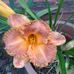 Irene Jackson-dickens - Facebook