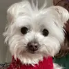 ireneodowd - @ireneodowd - TikTok
