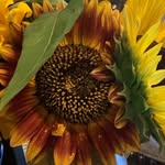 Irene Fahey - @irenesellshomes - Instagram