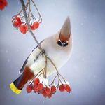 Irene Fowler - @irene.fowler.77 - Instagram