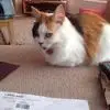 Irene Gage - @irene.gage4 - TikTok