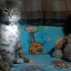 Irene Gatica - @fany36596 - TikTok