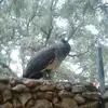 irenegatica - @ireneprooo - TikTok