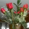 ireneglover - @ireneglover - TikTok