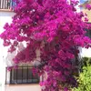 Irene Gorman - @irene.gorman02 - TikTok