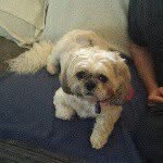 pinky and misha - @irenehodges62 - Instagram