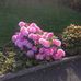 Irene Lowry - Facebook