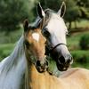 irene_marchese11 - @irene_marchese - TikTok