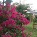 Irene McDonagh - Facebook