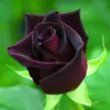 irenemerida528 - @irenemerida528 - TikTok