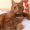 Irene Neumann - @irene.neumann6 - TikTok