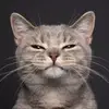 user73276601155934 - @irenenicholson5h6vgn - TikTok