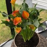 Irene Noel Fournier - @irene.noelfournier - Instagram