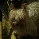 chewbacaireneolivez - @chewbaca_irene_olivarez - Instagram