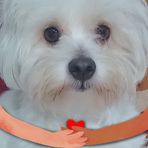 Irene Panetta - Facebook