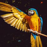Irene Petit - @irenepetit5 - Instagram