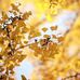 Irene Pollack - Facebook