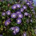 Irene Richard - Facebook