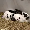 Irene - @irene_ringring - TikTok