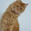 Irene Pöschl - @ireneschwaiger - TikTok