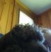 Irene Shaffer - Facebook