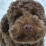 Irene Sheldon - @slanchbery - Instagram