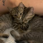 Sherlock Watson Irene Nala Zayra - @_sherlock.watson.irene_ - Instagram