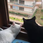 Sherlock&Irene - @sherlockandireneofficial - Instagram