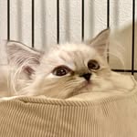 Tokyo Cats | Irene & Sherlock - @woodandwhiskers.jp - Instagram