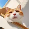 user1442270888948 - @sherlock_irene - TikTok