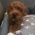 Irene | Female Red Toy Poodle - @irenethefluffy - Instagram
